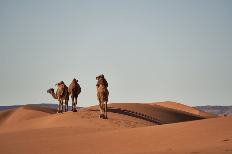 Desert Oasis